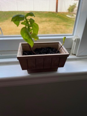 A basil growing in a pot on a window.