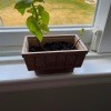 A basil growing in a pot on a window.