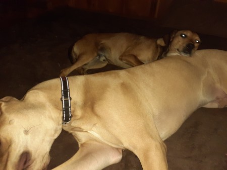 Dogs lying on the floor together.