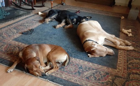Three dogs lying on a carpet together.