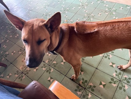 Dog with a ridgeback