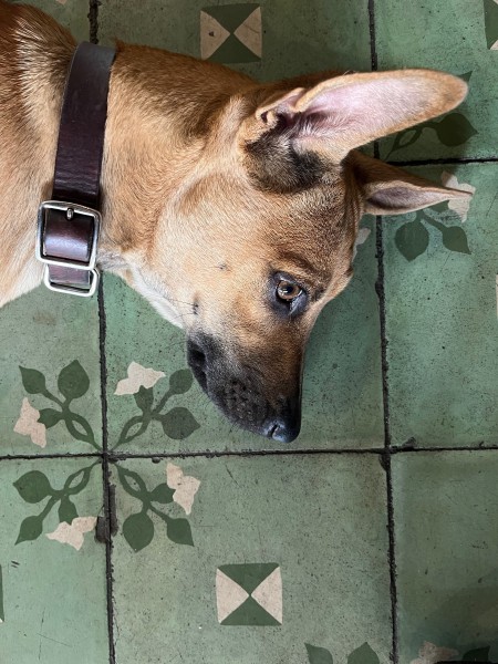 Dog laying down on a patterned tile floor in Vietnam