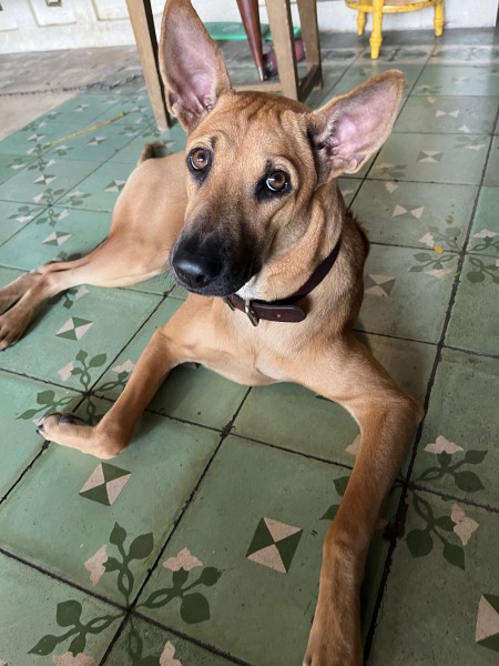 Dog looking at the camera while laying on the floor.