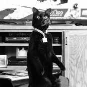 A black cat sitting up on it's hind legs.