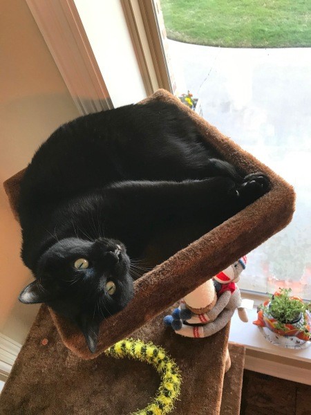 A black cat in a cat tower.