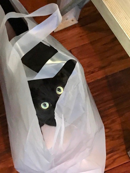 A black cat in a bag.