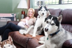 A pack of huskies next to a mother and child on a couch.