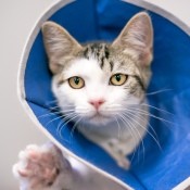 A cat with a collar after being spayed.