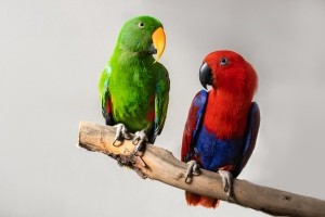 Two parrots on a wooden branch.