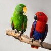 Two parrots on a wooden branch.