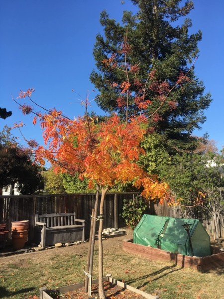 What Plants To Grow In Your Greenhouse?