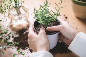Potting rosemary in a container.