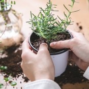 Potting rosemary in a container.