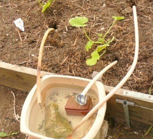 A wick watering system for a garden.