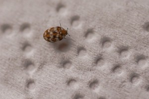 A carpet beetle on a textured surface.