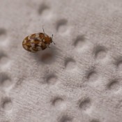 A carpet beetle on a textured surface.