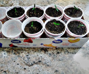 Bell pepper seedlings in recycled containers.