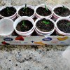 Bell pepper seedlings in recycled containers.