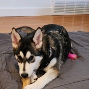 A Husky sitting on a dog bed.