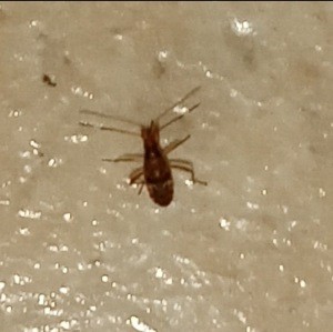 A small brown bug.