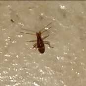 A small brown bug.