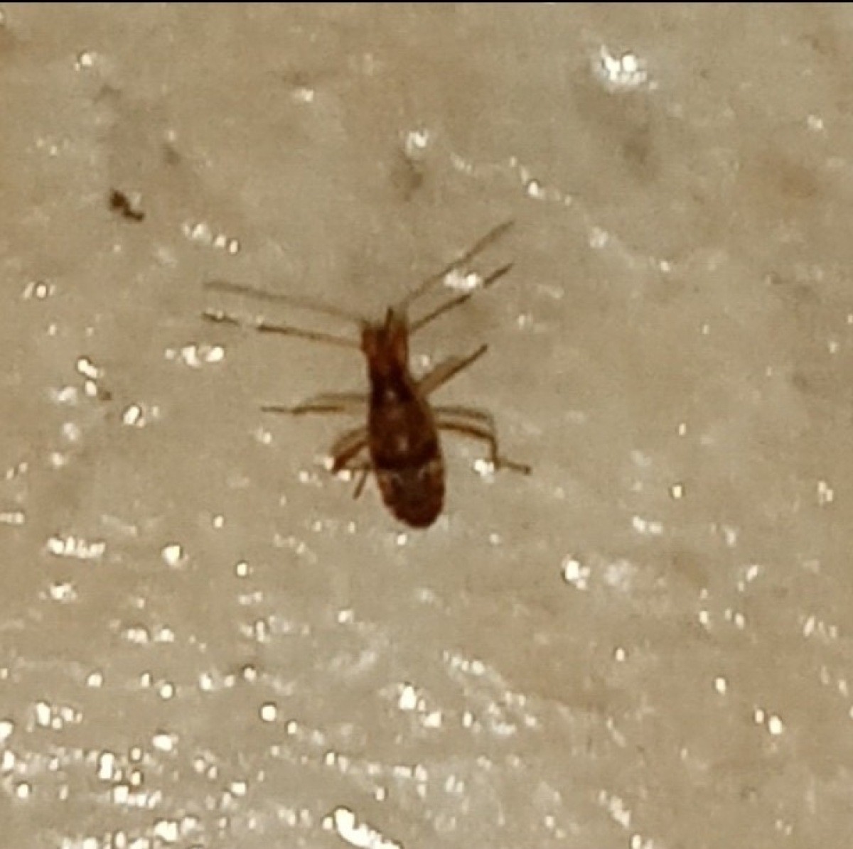 Small Round Bug In Bathroom