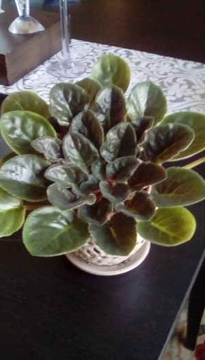 An African violet in a pot.