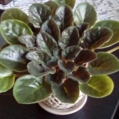 An African violet in a pot.
