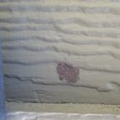 Bug eggs on the side of a house.