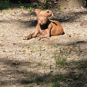 A brown dog outside.