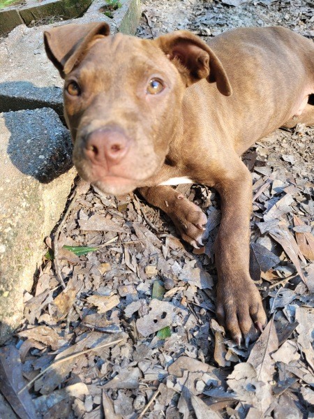 A brown dog outside.