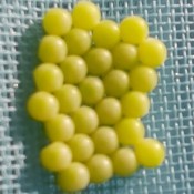 A collection of tiny yellow eggs on a curtain.