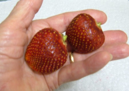 Two strawberries in a hand.