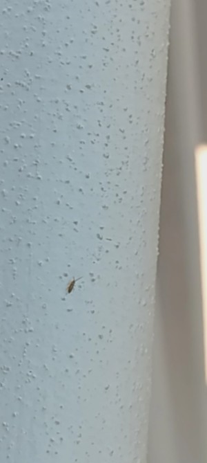 Identifying Bugs?