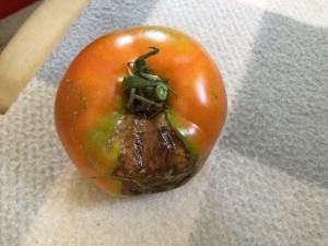 A tomato with an issue.