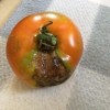 A tomato with an issue.