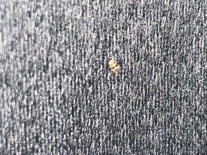 Super tiny mystery bug found in my bed.