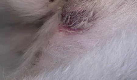 What Is This Bump On My Dog?