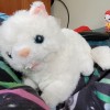 Information About Toy Cat?