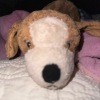 Identifying a Stuffed Animal?