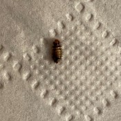 Is This a Bed Bug?