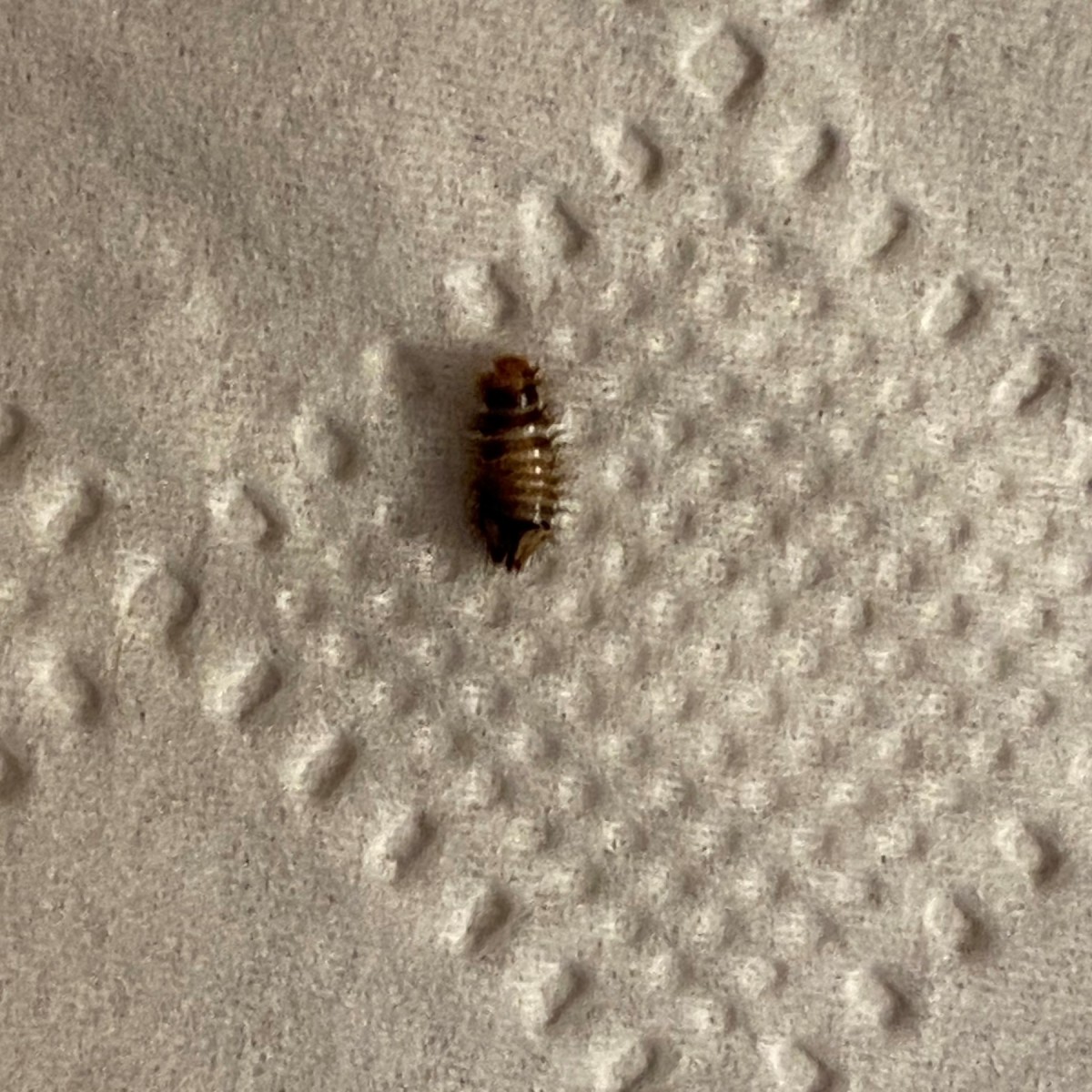 Is This a Bed Bug? | ThriftyFun