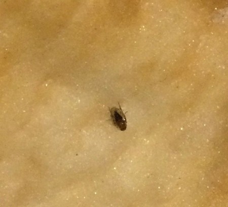 Identifying a Bug?
