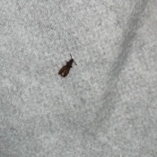 Identifying a Bug?